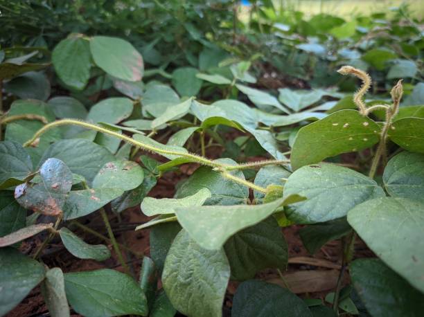 istock Chinese bushclover and sericea lespedeza 2187578318