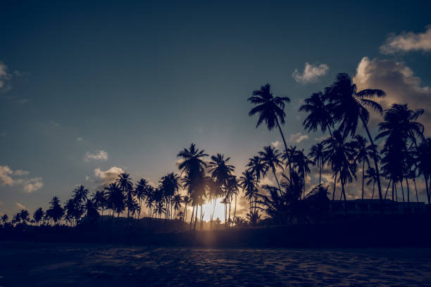 istock Tropical palms near sandy beach in sunset 2187579755