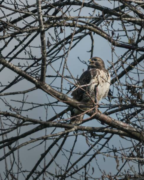 istock Solitary bird perched on a leafless branch against blue sky 2187580965