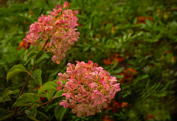 Blooming branches of Hydrangea in the summer garden