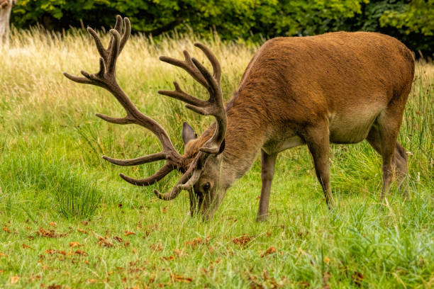 istock Red deer (Cervus elaphus) in Richmond park, London, UK 2187582131