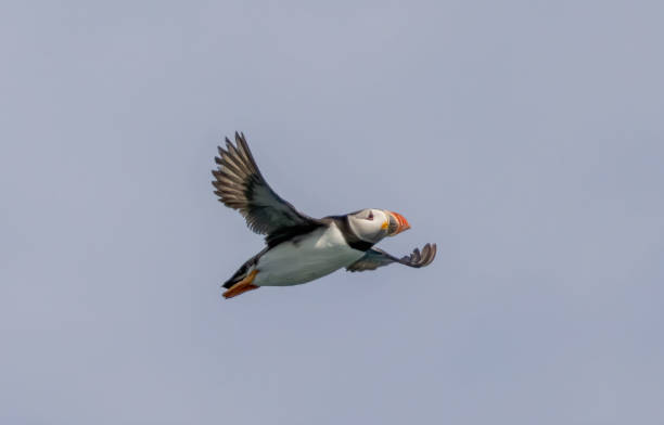 istock Atlantic Puffin on breeding rocks of Bempton cliffs, UK 2187582171