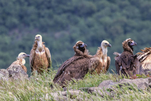 istock Cinereous vulture sitting on feeding station 2187582681