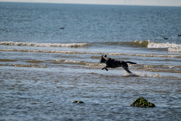 Yellow labrador dog running at Luskentyre beach on the Isle of Harris, Outer Hebrides, Scotland, United Kingdom