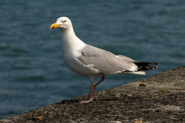 istock Closeup of a Herring Gull with a blue background 2187582889