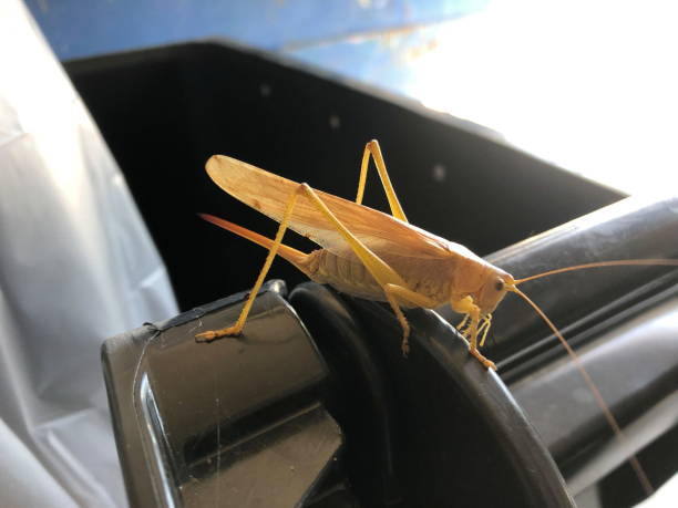 istock Yellow grasshopper on a black plastic tube 2187583039