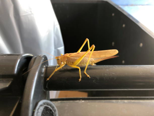 istock Yellow grasshopper on a black plastic tube 2187583070