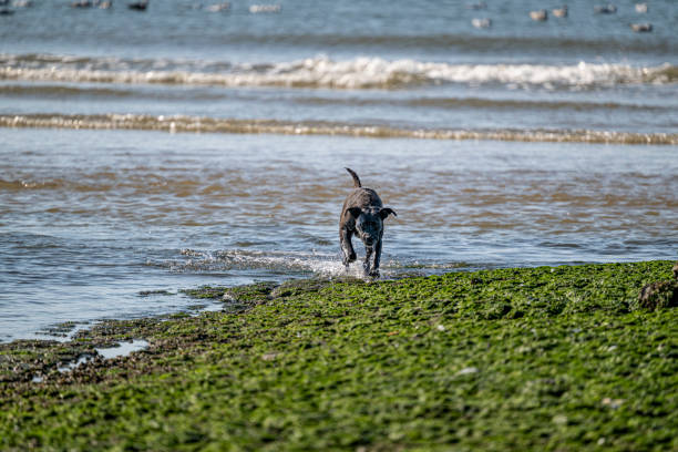 A lively black dog with floppy ears races across a lush field near the water on a bright sunny day, radiating joy and freedom