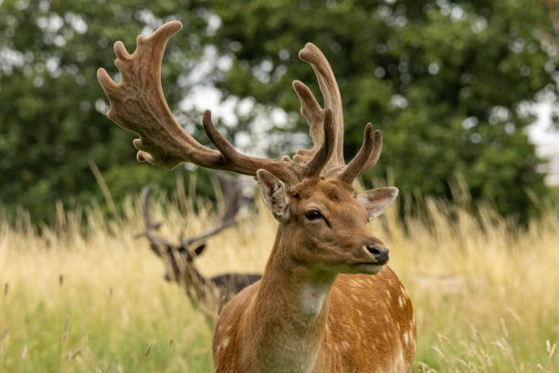 istock Fallow Deer (Dama dama) in Richmond park, London, UK 2187583159
