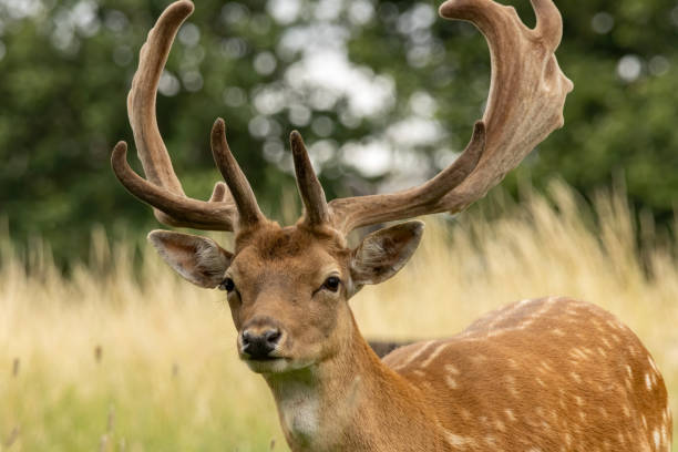 istock Fallow Deer (Dama dama) in Richmond park, London, UK 2187583842