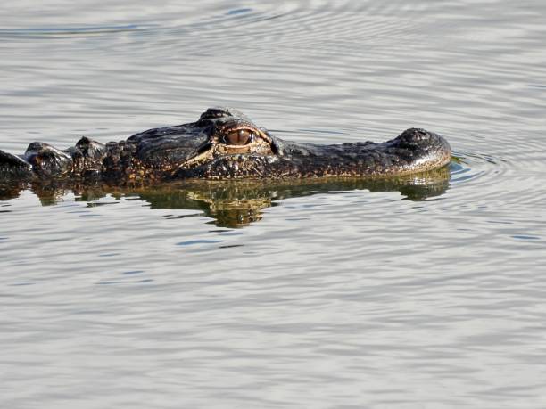 A sign in a marshy area of Florida warning not to feed the alligators.