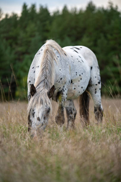 istock A white spotted horse grazes peacefully in tall grass 2187584017