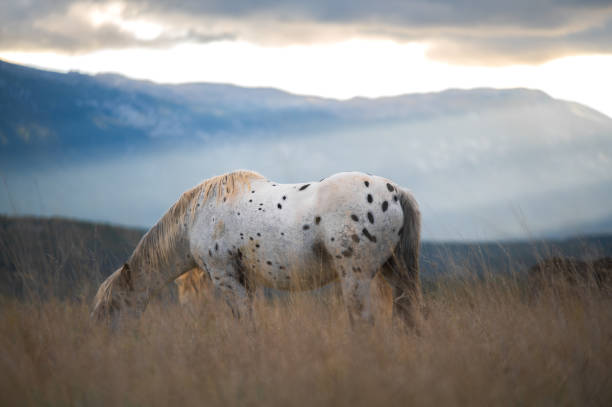 A white, spotted horse grazes peacefully in tall grass, framed by a pine forest. In the distance, a mountain looms, its silhouette softened by the gentle rays of sunlight breaking through the clouds.