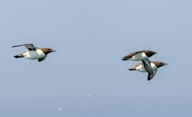 istock Guillemot on the cliffs in RSPB Bempton Cliffs reserve 2187584145