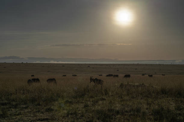 African savannah in Masai Mara and Serengeti with wlidlife and acacia trees