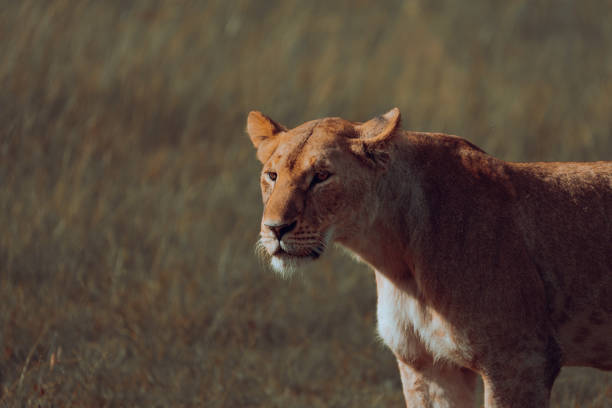 African lions in the plains of Africa. In Masai Mara and Serengeti