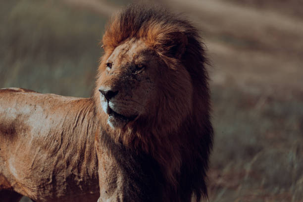 istock Lions in the savannah 2187584301
