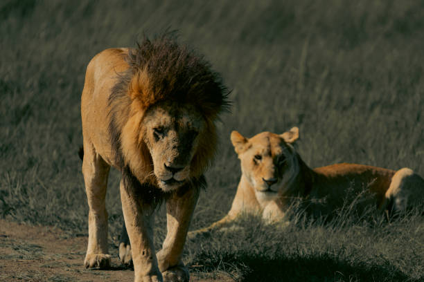 istock Lions in the savannah 2187584306