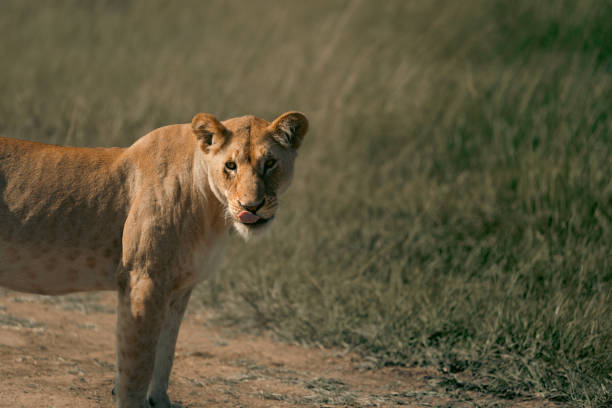African lions in the plains of Africa. In Masai Mara and Serengeti