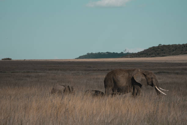 Elephants grazing the vast plains of Masai Mara and Serengeti in Africa