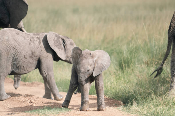 istock Elephants in the vast plains in Africa 2187584369