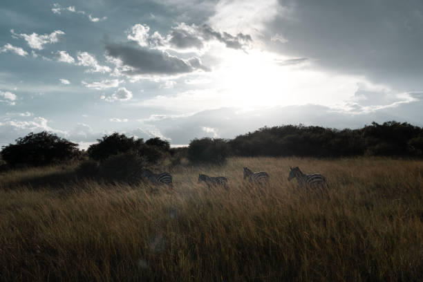 African savannah in Masai Mara and Serengeti with wlidlife and acacia trees
