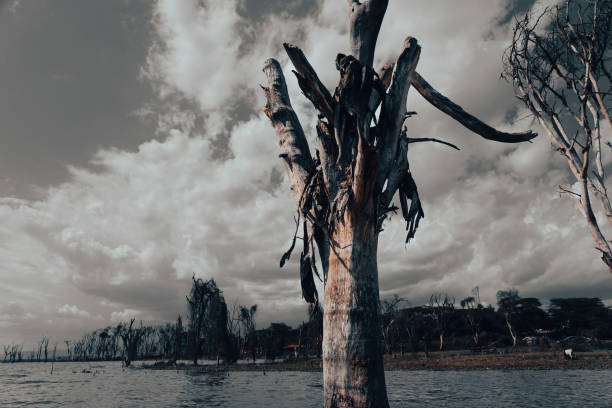 Lake overflowing and flooding killing trees and endangering wildlife