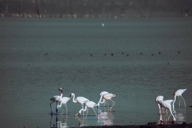 Photo taken in Naivasha, Kenya