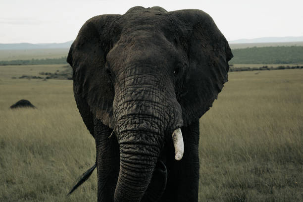 Elephants grazing the vast plains of Masai Mara and Serengeti in Africa