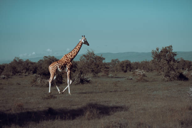 Giraffes in the vast plains of africa, roaming the savannahs