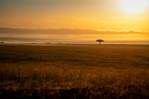 istock African savannah with wildlife and acacia trees 2187584572