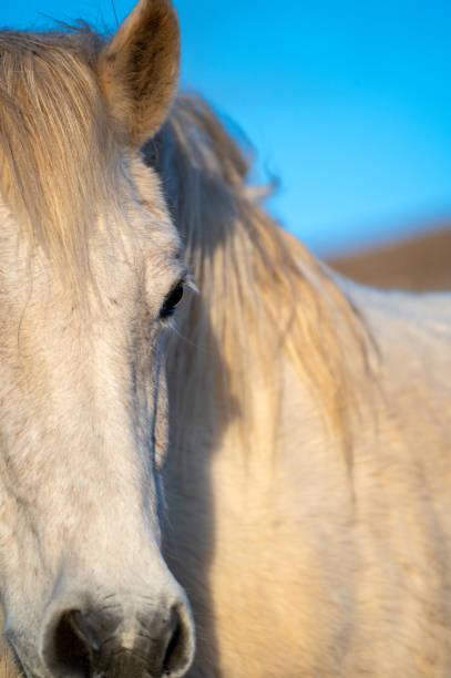 A white horse gazes directly at the viewer, its deep, expressive eyes revealing a world of emotion and intelligence. The photograph captures the beauty and intensity of its gaze, highlighting the connection between the animal and its observer. The soft light emphasizes the rich tones of its coat and the undeniable depth in its eyes, creating a powerful, intimate portrait.