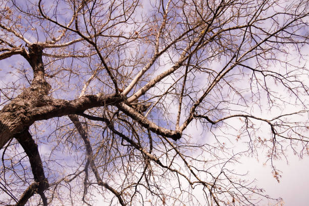 Top of a tree during winter season, barly has leafs.