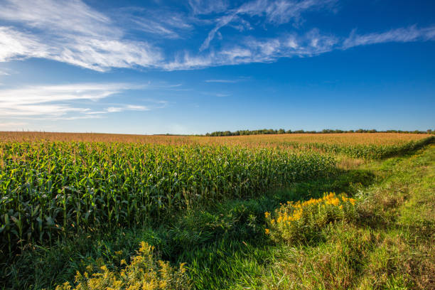 Wisconsin cornfield at the start of autumn, horizontal