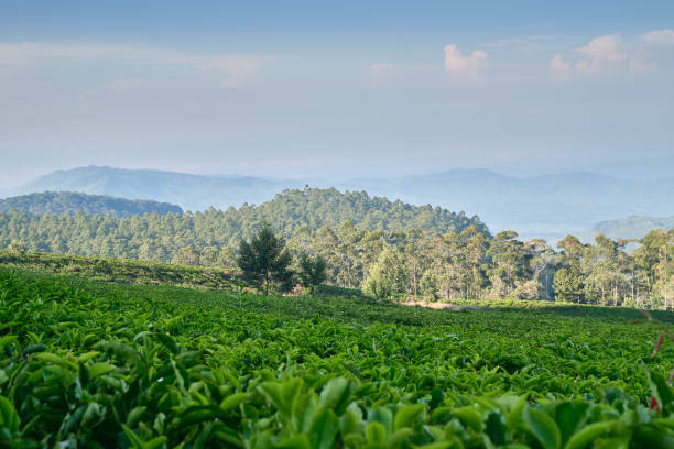 istock Expansive Tea Plantation in Serene Landscape 2187590389