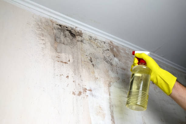 istock Removing mold from the wall by spraying special chemicals 2187590545
