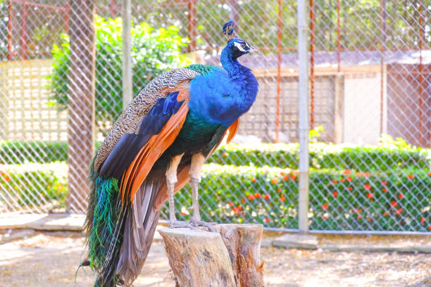 istock Indian peacock perching on stump in enclosure at the zoo 2187592358