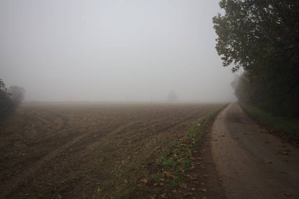 Country road bordered by trees next to a cultivated field on a foggy day in the italian countryside in autumn
