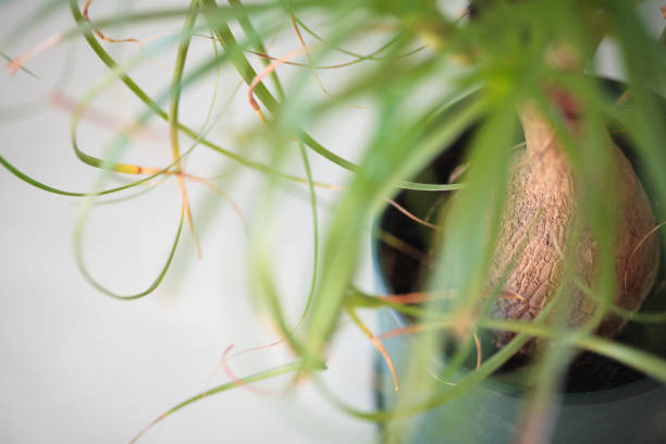 Ponytail Palm with Shallow Focus and copy space