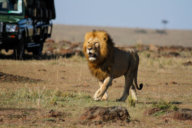 istock A male lion walking around vehicles 2187593788