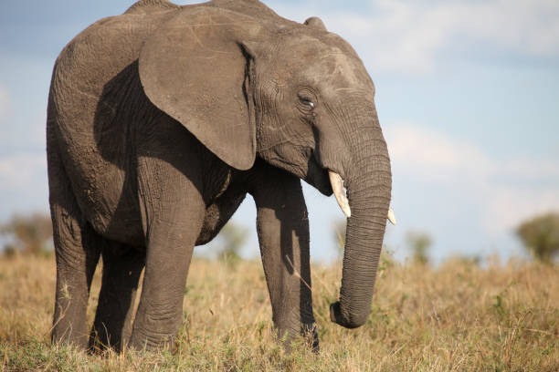 istock A wandering elephant in the Savannah 2187593889