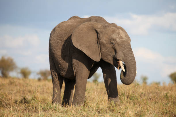 istock A wandering elephant in the Savannah 2187593907