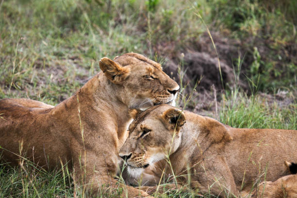istock Lionesses of the Masai Mara 2187593973