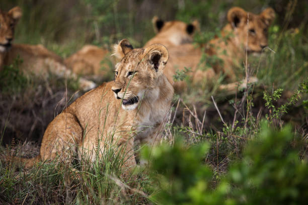 istock A group of young lion cubs 2187593987