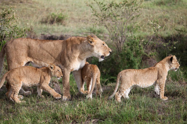 istock A lioness nursing her cubs 2187594004