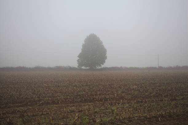 Tree and a powerline on wooden poles in a ditch next to a cultivated field in the italian countryside on a foggy day