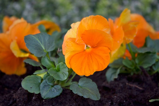 Close-up of orange pansies growing in a flowerbed