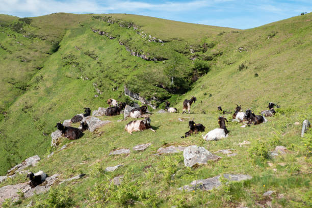 Herd of goats on the high mountain pasture of Artzamendi on a spring day in France