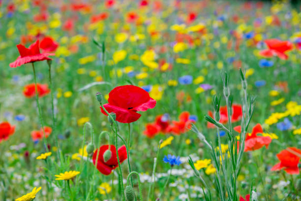 istock beautiful flowers growing on Confetti fields 2187595328
