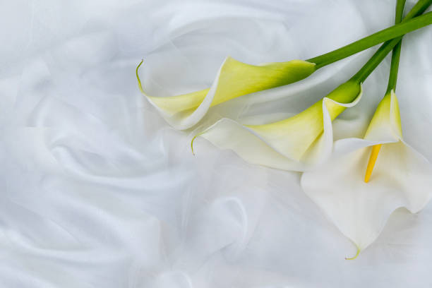 white calla flower on gray background, close-up view, macro